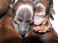 �liczne z nas szczeni�ta jamnika